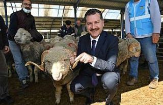 Balıkesir Büyükşehir’den yerli üreticiye damızlık...