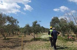 Balıkesir’de zeytin ilaçlamasında dron kullanılmaya...