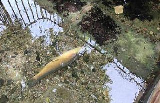 Balıklıgöl’de bayram öncesinde yaşanan balık...