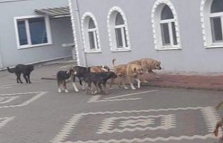 Başıboş gezen sokak köpekleri tedirgin ediyor