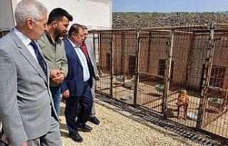 Başkan Ramazan, hayvan barınağında incelemelerde...