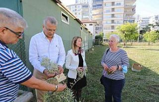 Başkan Tarhan adına zeytin fidanı dikildi