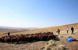 Bayburt’ta devlet desteğiyle koyun varlığı artıyor