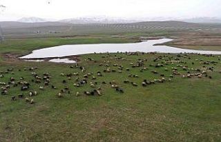 Beyaz örtünün kalkmasıyla canlanan Muş Ovası...