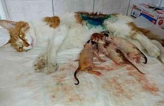 Bilecik’te gebe kedi sezaryen ile doğum yaptırıldı