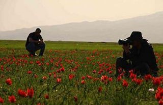 Bingöl ovasını kırmızıya boyayan laleler fotoğrafçıların...