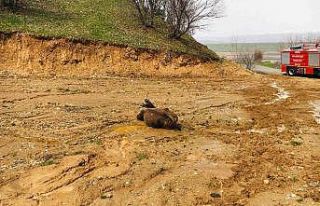 Bingöl’de çamura saplanan inek kurtarıldı