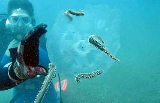 Binlercesi kıyıya vurmuştu, bu sefer çıyanlara...