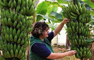 Bir dönem lükstü, şimdi enflasyona direnen meyve...