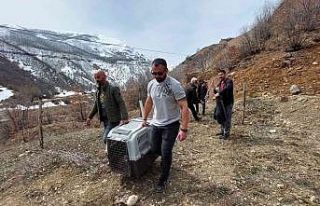 Bitkin vaşak tedavi altına alındı