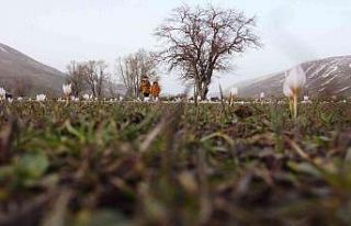 Bitlis’te baharın müjdecisi kardelenler çiçek...