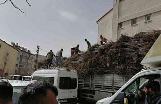 Bitlis’te yıllık 6 bin 730 ton kabuklu ceviz üretiliyor