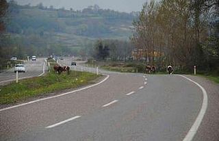 Boşta gezen büyükbaş hayvanlar kazaya davetiye...