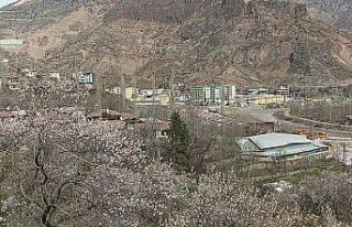 Bu ağaçlar bahara son kez "Merhaba" dedi