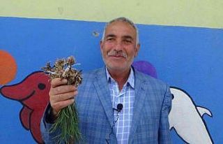 Bu otun kilosu bin liradan yok satıyor