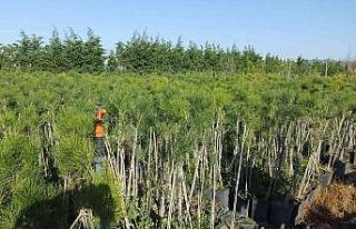 Burhaniye fıstıkçamı üretim merkezi haline geldi