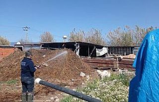 Burhaniye’de ilaçlama devam ediyor