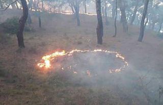 Burhaniye’de orman yangını büyümeden söndürüldü