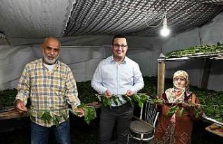 Bursa ipeği Mustafakemalpaşa’da kozalarından...