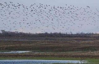 Bursa semalarında 35 bin pelikanın göç yolculuğu