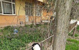 Bursa’da bahçe demirlerine saplanan kedi kurtarıldı