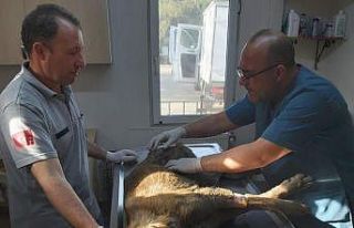 Bursa’da köpeği çöplüğe attılar, acı feryadını...