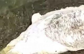 Bursa’da ölü yunus balığı karaya vurdu