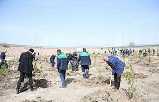 Büyükşehir, baharın gelmesiyle fidan dikimine...