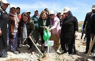 Büyükşehir, Tıbbi Ve Aromatik Bitkiler Ormanı...