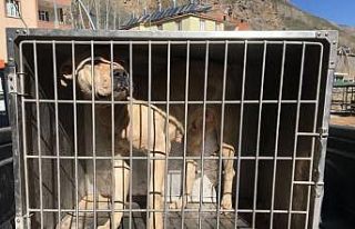 Çatak’ta sokakta başıboş dolaşan pitbull yakalandı