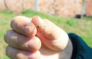 Çayır sineğine karşı vatandaşlar bilgilendirildi
