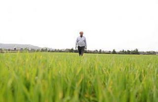 Çiftçinin yüzü gübre desteğiyle güldü