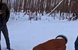 Çoban köpeklerinin döğüştürme görüntülerini...