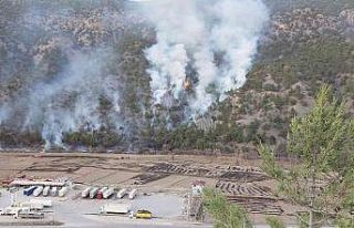 Çorum’da anız yangını ormana sıçradı