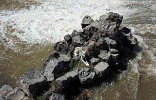 Derenin ortasında mahsur kalan köpek itfaiye ekipleri...