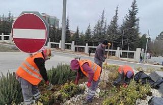 Dikey Bahçede bakım ve düzenleme çalışmaları