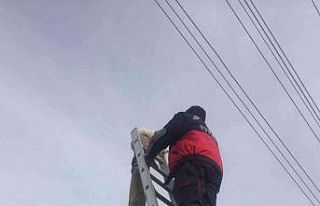 Direkte mahsur kalan kedi kurtarıldı