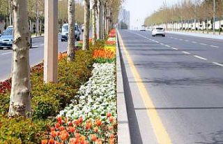 Diyarbakır 3 milyon 300 bin çiçekle rengarenk