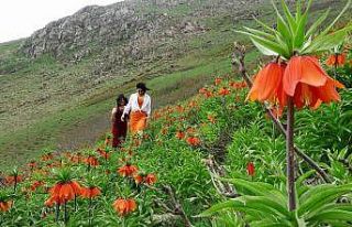 Doğa tutkunları ters laleleri fotoğraflamak için...