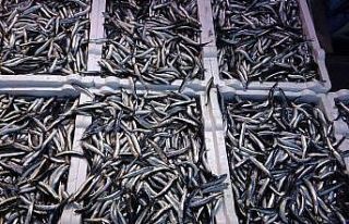 Doğu Karadeniz Bölgesinden hamsi ihracatında 716...