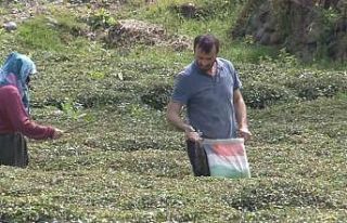 Doğu Karadeniz’i çay telaşı sardı