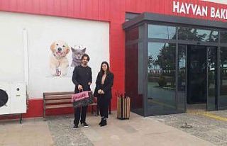 Doğum yapmakta zorlanan kediye sezaryen yapılıp...