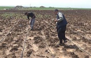 Dolu yağışı ekili arazileri vurdu