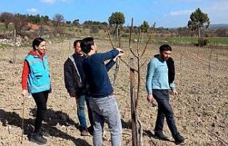 Domaniç’te üreticilere uygulamalı cevizde budama...