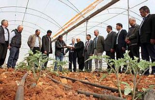 Domates üreticilerine feromon tuzak dağıtıldı