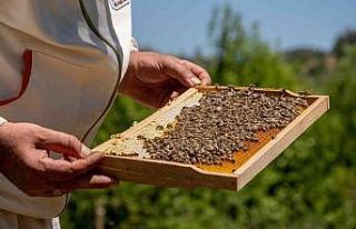 Dünyaca bilinen Zara balı tescillendi