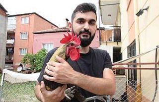 Dünyaya ün salan bayılan horozdan üzen haber