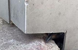 Duvar ile kompozit döşeme arasına sıkışan karga...