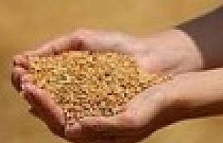 Edirne’de buğday 5 lira 473 kuruştan satıldı