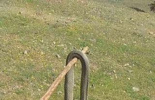 Elazığ’da baharın gelmesiyle yılanlar görülmeye...